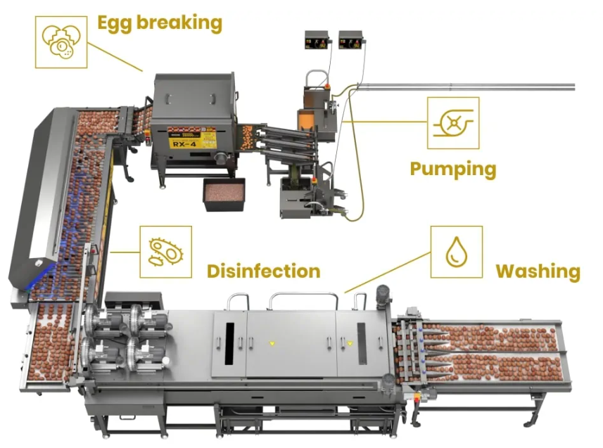 egg processing line